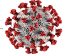 c19